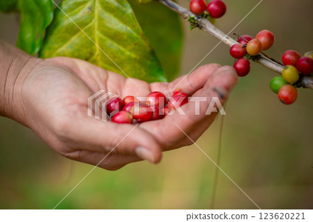Close up hand harvest red ripe coffee seed robusta arabica berry harvesting coffee farm. Hand people harvest coffee bean ripe Red berries plant fresh seed coffee tree growth in green eco organic farm Close up hand harvest red ripe coffee seed robusta arabica berry harvesting coffee farm. Hand people harvest coffee bean ripe Red berries plant fresh seed coffee tree growth in green eco organic farm 123620221