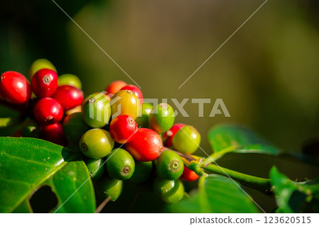 Close up harvest red ripe coffee seed robusta arabica berry harvesting coffee farm. Harvest coffee bean ripe Red berries plant fresh seed coffee tree growth in green eco organic farm green background 123620515
