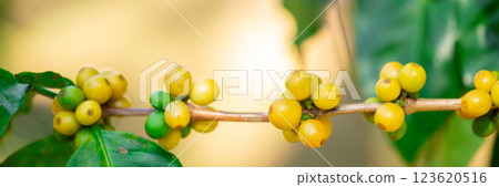 Close up harvest red ripe coffee seed robusta arabica berry harvesting coffee farm. Harvest coffee bean ripe Red berries plant fresh seed coffee tree growth in green eco organic farm green background 123620516