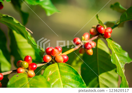 Close up harvest red ripe coffee seed robusta arabica berry harvesting coffee farm. Harvest coffee bean ripe Red berries plant fresh seed coffee tree growth in green eco organic farm green background 123620517
