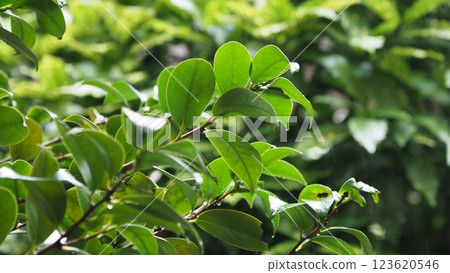 Fresh green image (ecology: SDGs) 123620546