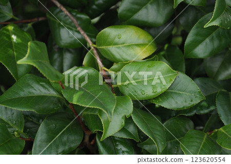 Fresh green image (ecology: SDGs) Fresh green image (ecology: SDGs) 123620554