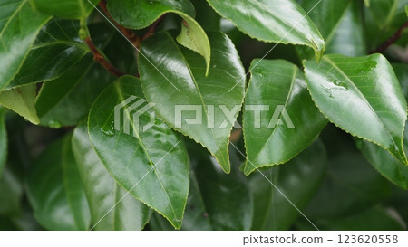 Fresh green image (ecology: SDGs) Fresh green image (ecology: SDGs) 123620558
