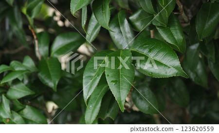 Fresh green image (ecology: SDGs) Fresh green image (ecology: SDGs) 123620559