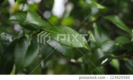 Fresh green image (ecology: SDGs) Fresh green image (ecology: SDGs) 123620560