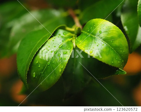 Fresh green image (ecology: SDGs) 123620572