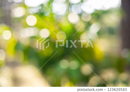 Blur image of harvest red ripe coffee seed robusta arabica berry harvesting coffee farm. Harvest coffee bean ripe Red berries plant fresh seed coffee tree growth in green organic farm green background Blur image of harvest red ripe coffee seed robusta arabica berry harvesting coffee farm. Harvest coffee bean ripe Red berries plant fresh seed coffee tree growth in green organic farm green background 123620583