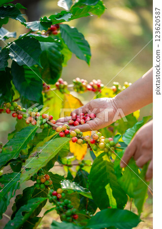 Close up hand harvest red ripe coffee seed robusta arabica berry harvesting coffee farm. Hand people harvest coffee bean ripe Red berries plant fresh seed coffee tree growth in green eco organic farm Close up hand harvest red ripe coffee seed robusta arabica berry harvesting coffee farm. Hand people harvest coffee bean ripe Red berries plant fresh seed coffee tree growth in green eco organic farm 123620587