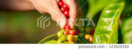 Close up hand harvest red ripe coffee seed robusta arabica berry harvesting coffee farm. Hand people harvest coffee bean ripe Red berries plant fresh seed coffee tree growth in green eco organic farm Close up hand harvest red ripe coffee seed robusta arabica berry harvesting coffee farm. Hand people harvest coffee bean ripe Red berries plant fresh seed coffee tree growth in green eco organic farm 123620588
