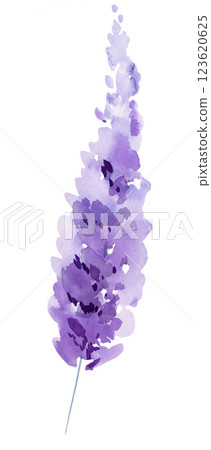 Watercolor lavender flowers isolated illustration. Purple floral element for summer wedding 123620625