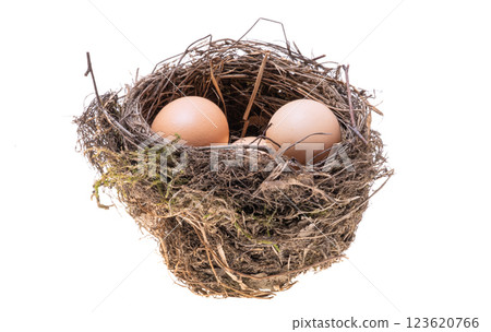bird nest isolated 123620766