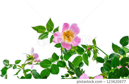 branch with rose hip flowers isolated 123620877