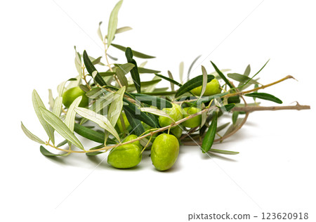 branch with olives isolated branch with olives isolated 123620918
