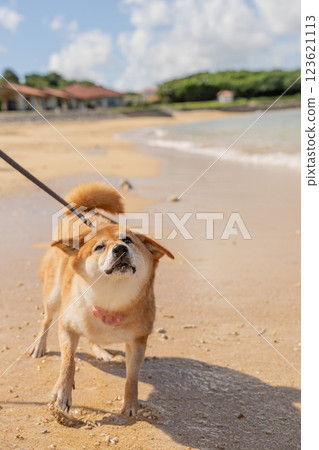 Shiba Inu brushing water out of its ears 123621113