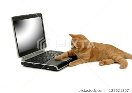 Cat is using laptop computer Cat is using laptop computer 123621207