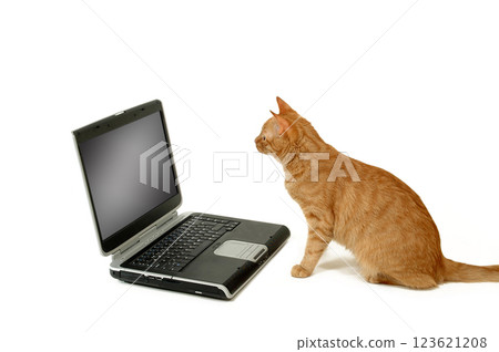 Cat is using laptop computer 123621208