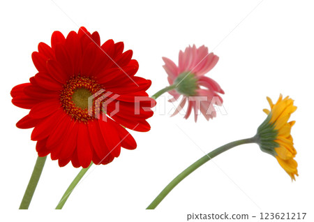 3 flowers 3 flowers 123621217