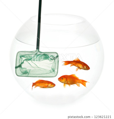 Net and fish Net and fish 123621221