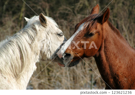 Horse lovers 123621236