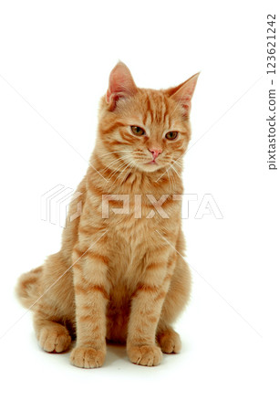 Kitten isolated on white 123621242