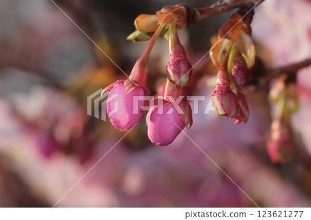 Cherry blossom buds heralding the arrival of spring Cherry blossom buds heralding the arrival of spring 123621277