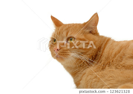 Resting cat 123621328