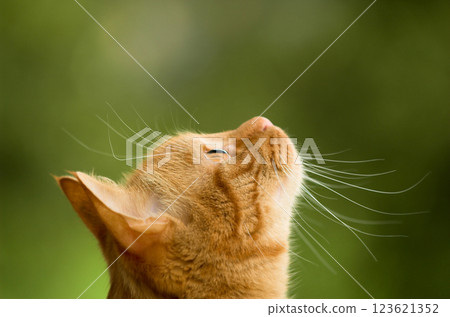 Cat is looking straight up Cat is looking straight up 123621352
