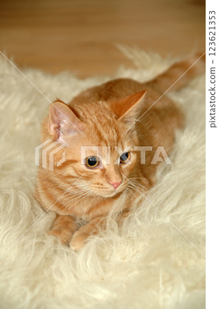 Kitten is resting 123621353