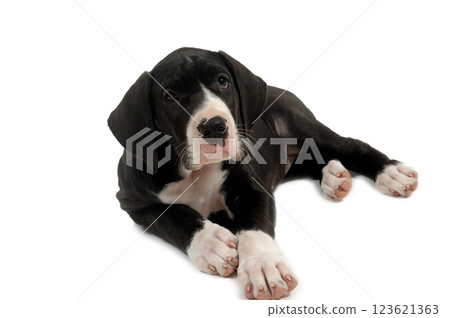 Great dane puppy 123621363