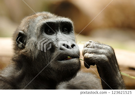Ape eating grass Ape eating grass 123621525