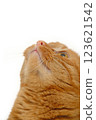 Sweet cat is looking up 123621542