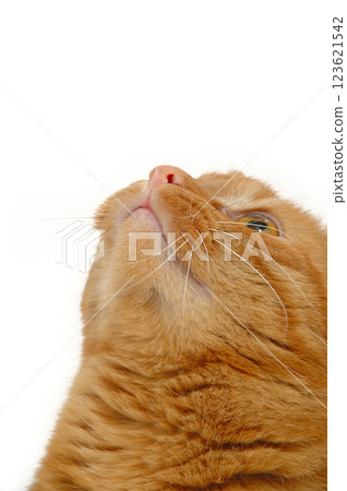 Sweet cat is looking up Sweet cat is looking up 123621542