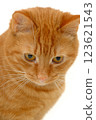 Sweet kitten 123621543