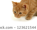 Kitten is hunting 123621544
