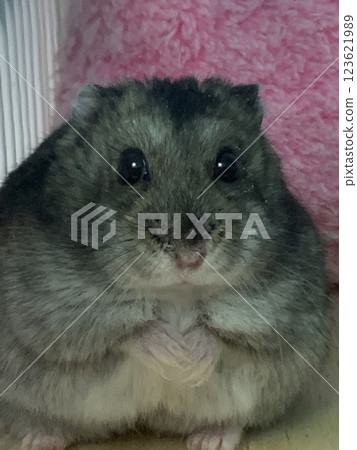 Peko-chan-like hamster 123621989