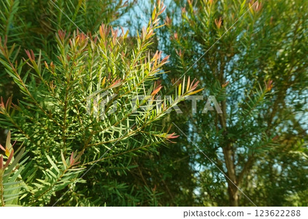 Melaleuca bracteata macro leaves small world Melaleuca bracteata macro leaves small world 123622288
