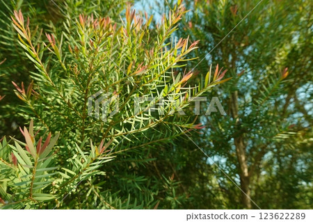 Melaleuca bracteata macro leaves small world 123622289