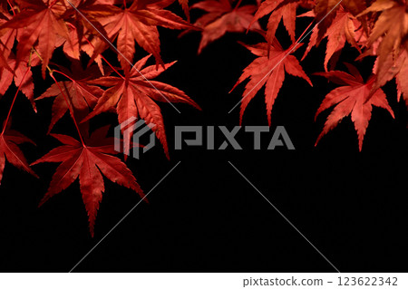 秋天的樹葉 秋天的樹葉 123622342