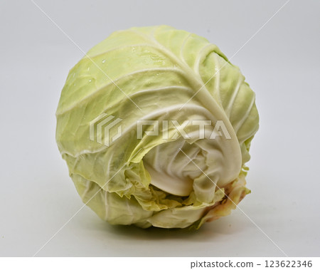 高麗菜（青球） 123622346