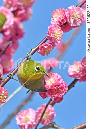A white-eye on a red plum blossom in full bloom (spring image) (heartwarming image) 123622405