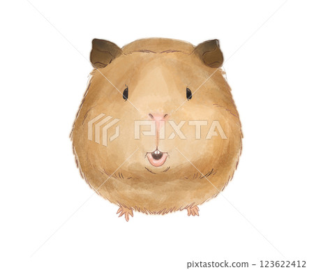豚鼠 123622412