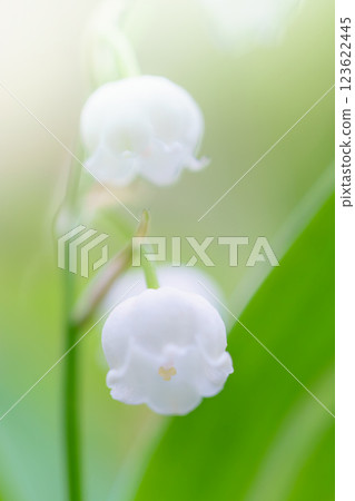 美麗的日本鈴蘭 123622445