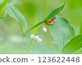 蟬殼棲息在鈴蘭花葉上 123622448
