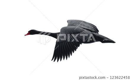 Swan gliding gracefully through the air in a side view, showcasing elegant wings and streamlined body Swan gliding gracefully through the air in a side view, showcasing elegant wings and streamlined body 123622458