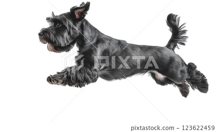 Schnauzer dog joyfully jumping in mid-air against a bright background during outdoor playtime 123622459