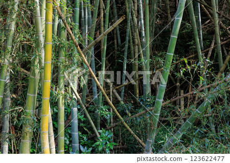 廢棄竹林 廢棄竹林 123622477