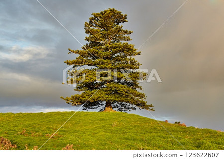 Single pine tree on a hilltop 123622607