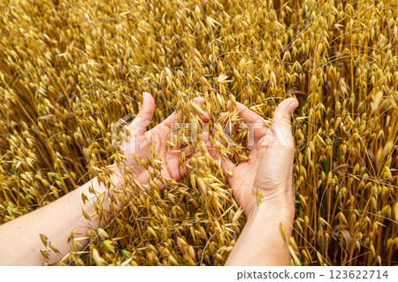 Hands touching golden ripe ears of oats in an oat field. Harvest time. 123622714