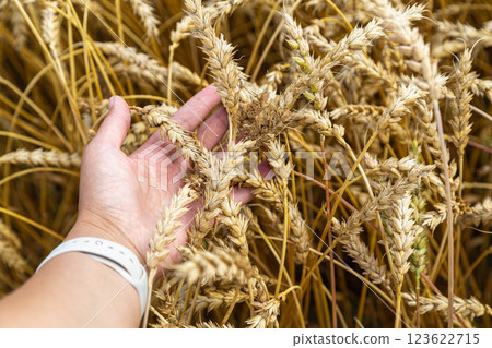 Hand touching golden ripe ears of oats in an oat field. Harvest time. 123622715