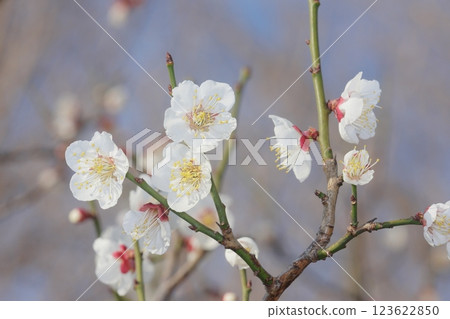 white plum blossom 123622850